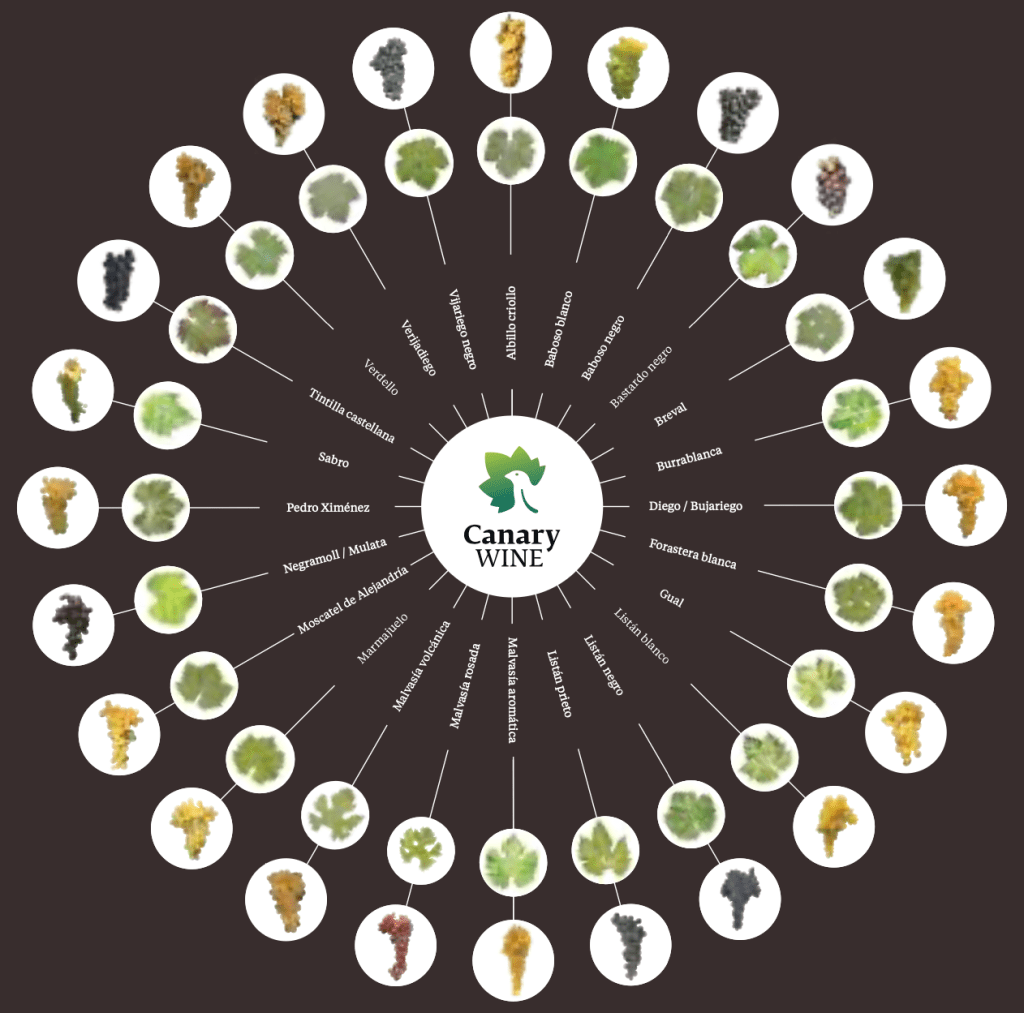 Graphic illustrating various grape varieties used in Canary wine, featuring circular images of grapes surrounded by their names, with 'Canary WINE' logo at the center.