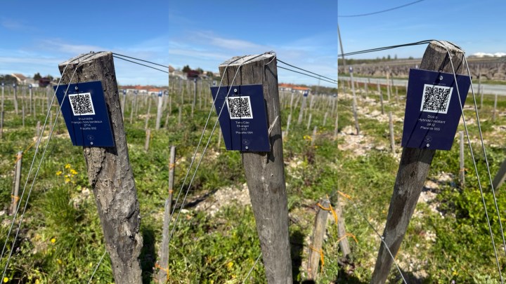Three images of wooden posts in a vineyard, each displaying a blue information tag with a QR code.