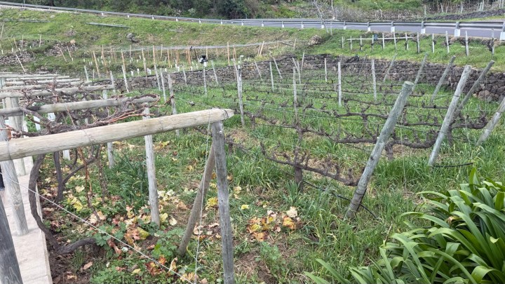 A vineyard scene featuring rows of grapevines with green grass and scattered fallen leaves, set against a backdrop of a road and lush hills.