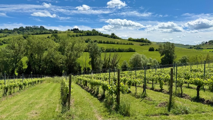 A vibrant vineyard landscape featuring rows of grapevines, with lush green hills in the background under a blue sky with scattered clouds.