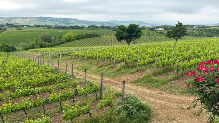 A scenic view of a vineyard with rows of grapevines, rolling hills in the background, and a pathway running through the fields, framed by greenery and blooming flowers.