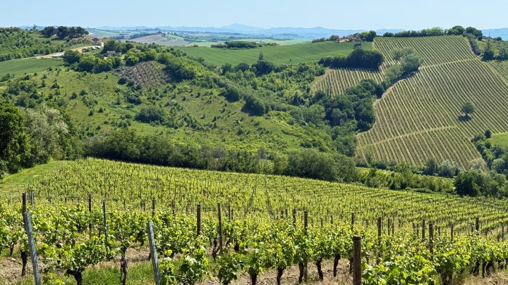 Lush green vineyards on rolling hills under a clear blue sky.